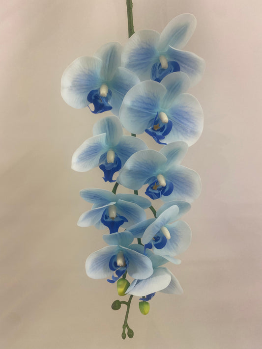 Sky Blue Orchid Single Stem