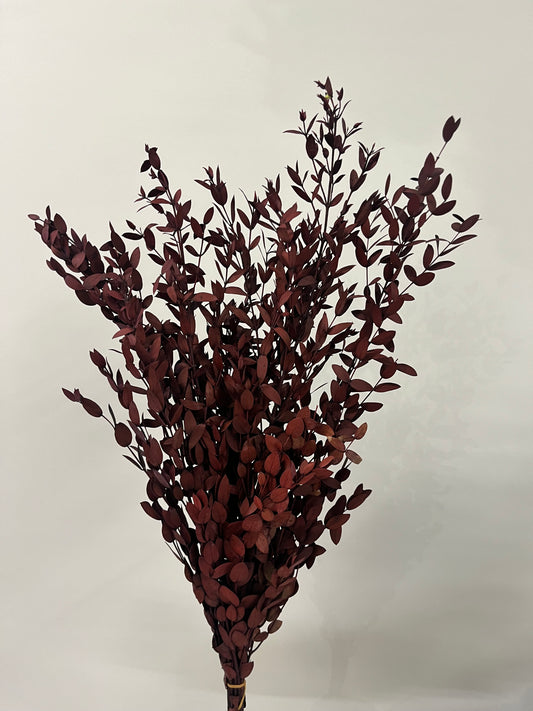 Burgundy Italian Ruscus Bunch Dried Flower