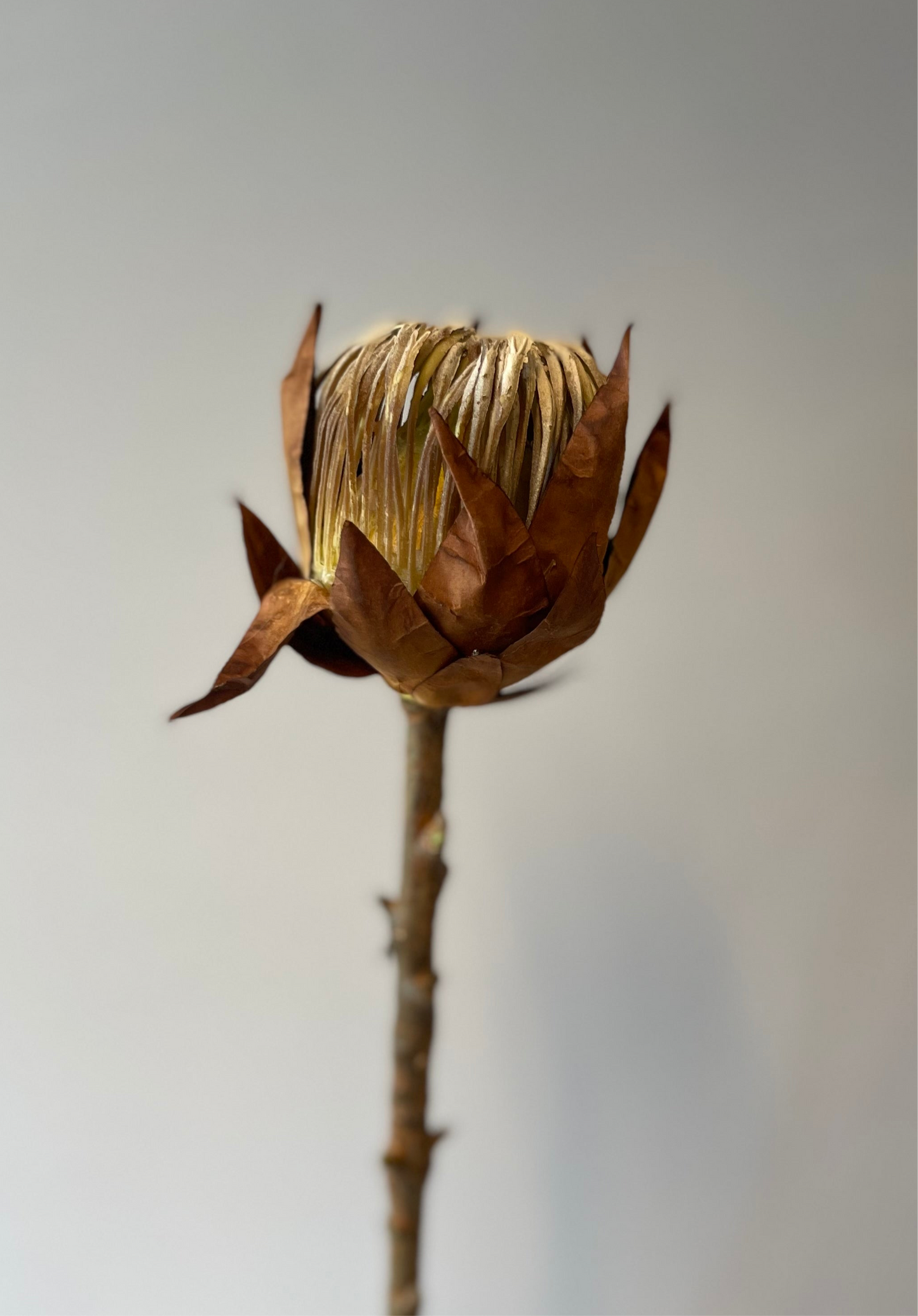 Brown King Protea Artificial Flowers Faux Flowers