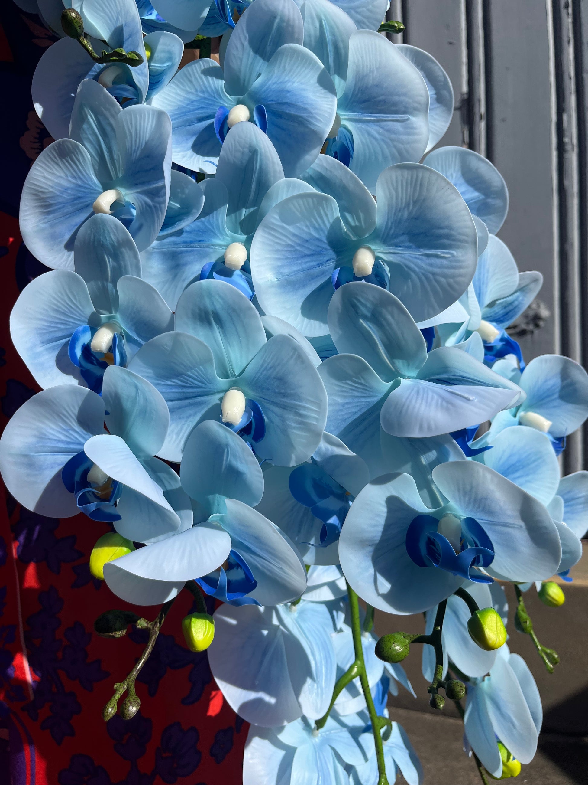 Sky Blue Orchid Single Stem