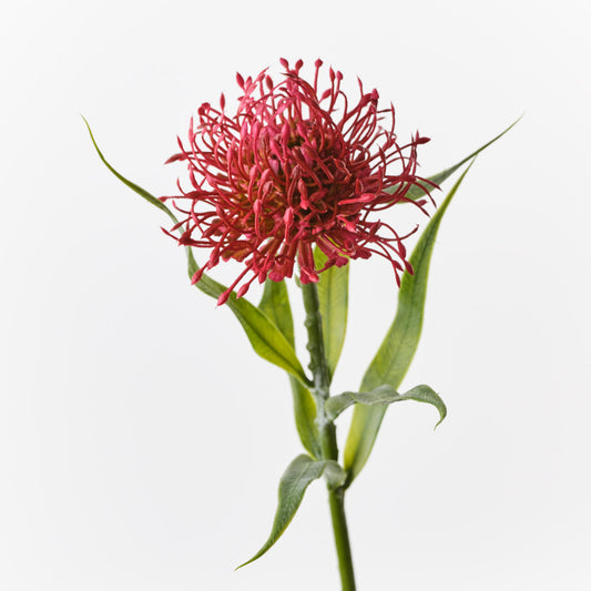 Real Touch Red Protea Leucospermum Native Single Stems