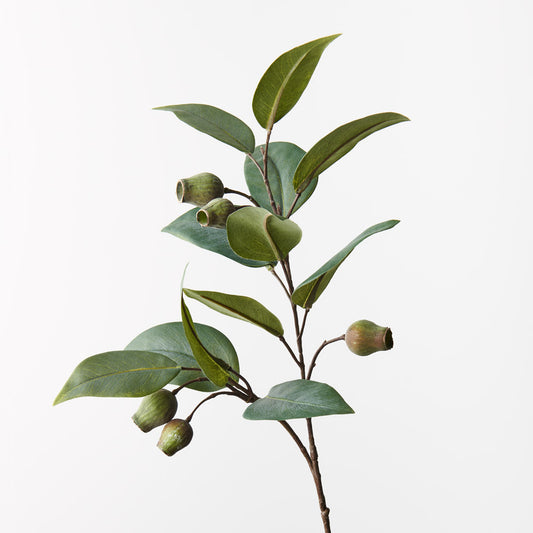 Eucalyptus Gum Nut Spray Natives Single Stem